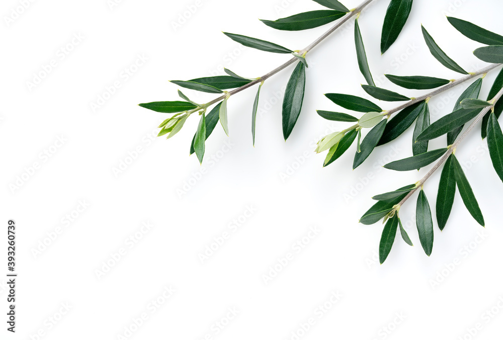 Olive branches and leaves placed on a white background with copy space