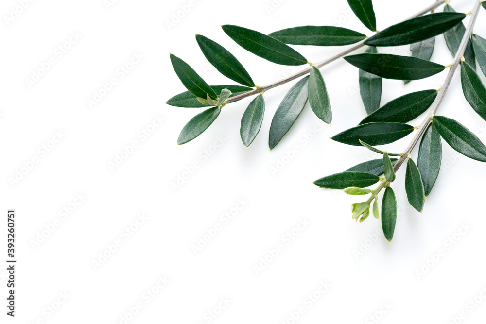 Olive branches and leaves placed on a white background with copy space Olive branches and leaves placed on a white background with copy space
