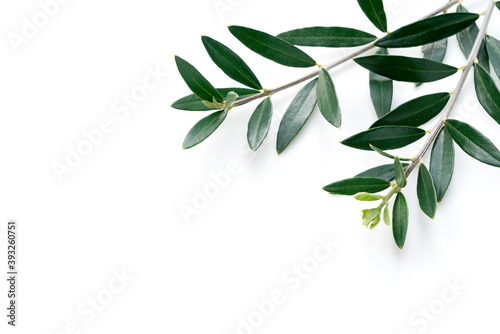 Olive branches and leaves placed on a white background with copy space