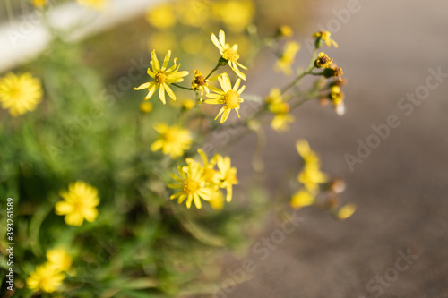 Closeup of Senecio madagascariensis flowers in a field under the sunlight with a blurry background photo