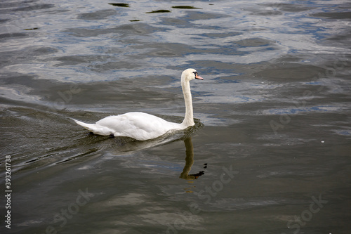 Fototapeta Naklejka Na Ścianę i Meble -  White swan swimming in to the river