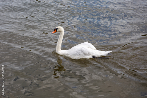 Fototapeta Naklejka Na Ścianę i Meble -  White swan swimming in to the river