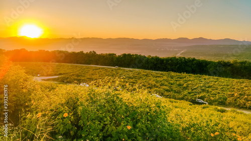 Beautiful landscape yellow flower mexican sunflower blooming in sunset sky at Thung Bua Tong  Mae Moh  Lampang  Thailand. Tithonia diversifolia. Amazing nature destination. Travel concept