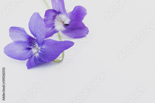 Closeup of an alpine violet flower on white background with space for your text photo