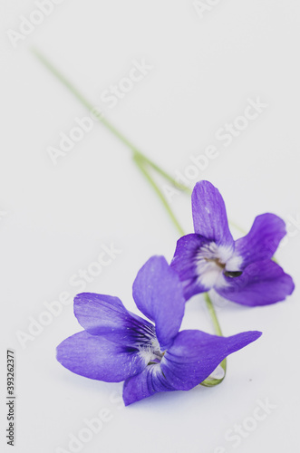 Vertical shot of an alpine violet flower on white background with space for your text photo