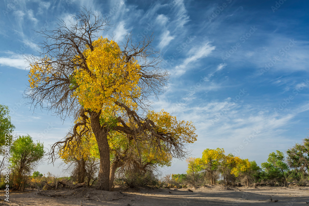 Obraz premium 中国内蒙古阿拉善额济纳胡杨林