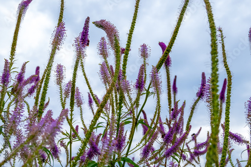 Close-up of veronica longifolia meadow medicinal plant. Nature, environment concept. Horizontal orientation, selective and soft focus.