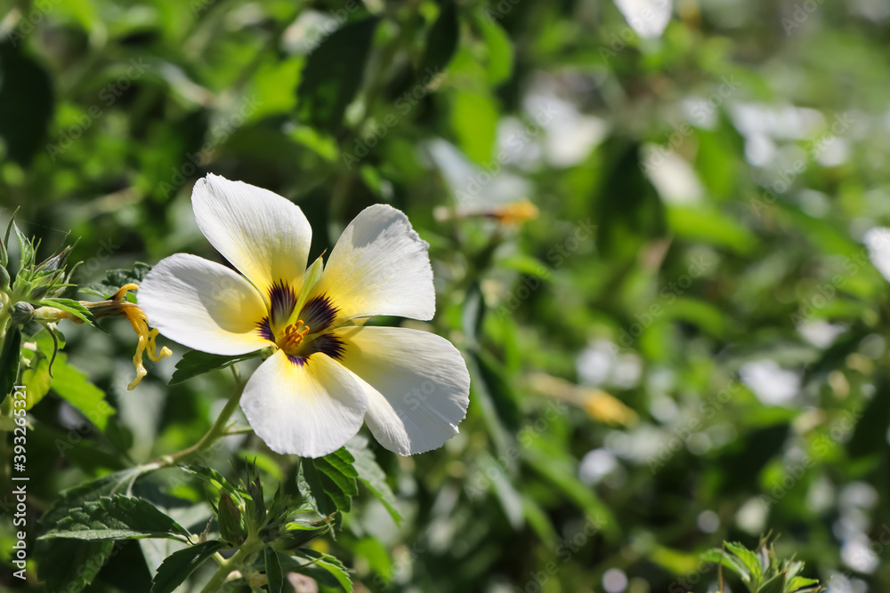 White Turnera subulata are blooming White Turnera subulata are blooming