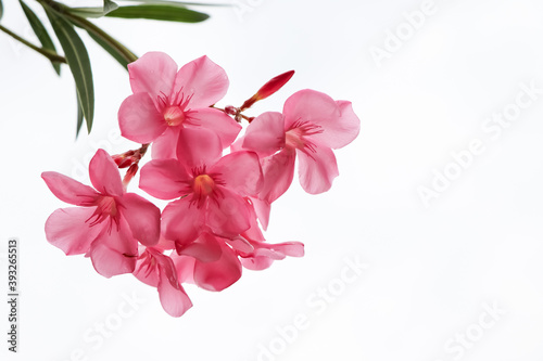 Nerium oleander are blooming and white background © kittisak