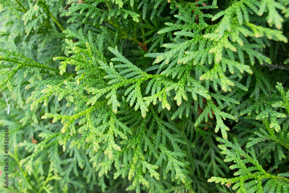A close-up of a juniper bush. Background with branches of juniper. A close-up of a juniper bush. Background with branches of juniper.