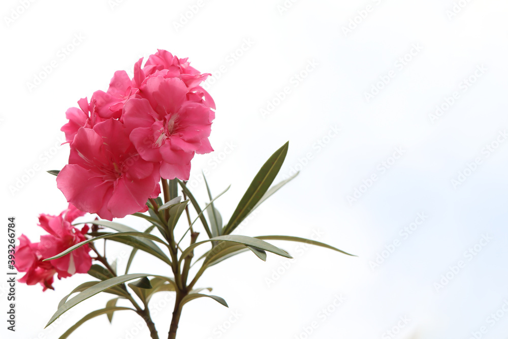 Nerium oleander are blooming and white background Nerium oleander are blooming and white background