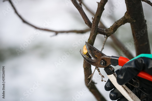 Caucasian cute woman gardener with garden tool close up, gardener pruning branches with pruning shears, winter plant pruning, winter gardening work in winter work clothes