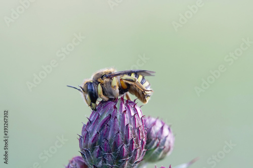 Blattschneiderbiene auf einer Blume