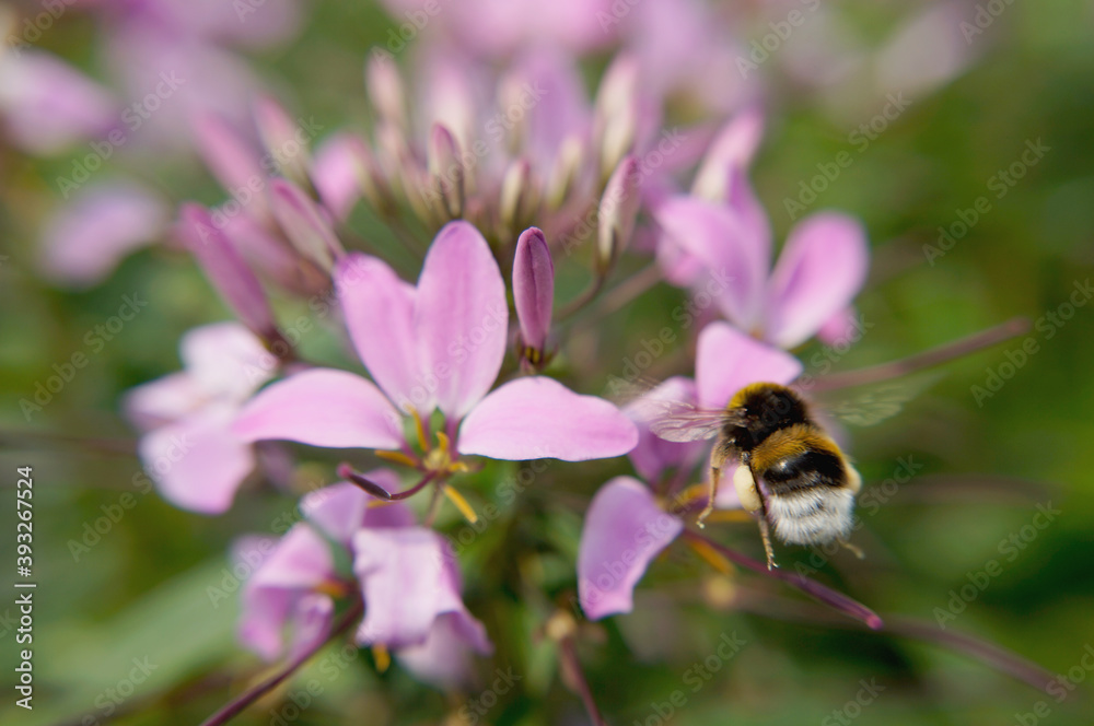 Fototapeta premium Nahansicht einer Erdhummel