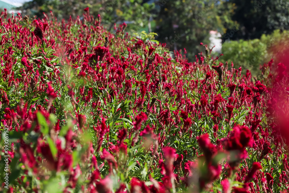 Red Celosia argentea are blooming at day