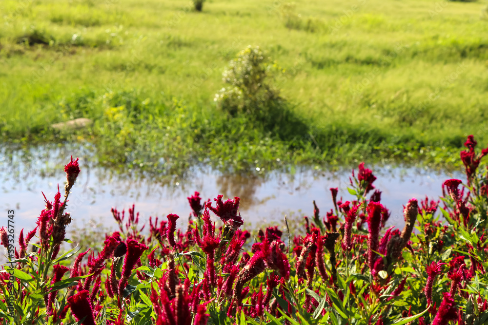 Red Celosia argentea are blooming at day
