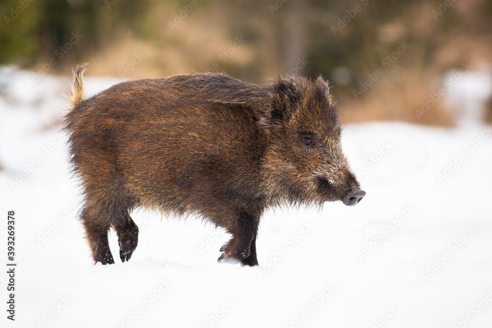 Wild boar, sus scrofa, going on white meadow in wintertime nature. Dirty brown mammal walking on snowy field in winter. Brown big swine marching on pasture. Wild boar, sus scrofa, going on white meadow in wintertime nature. Dirty brown mammal walking on snowy field in winter. Brown big swine marching on pasture.
