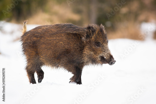 Wallpaper Mural Wild boar, sus scrofa, going on white meadow in wintertime nature. Dirty brown mammal walking on snowy field in winter. Brown big swine marching on pasture. Torontodigital.ca