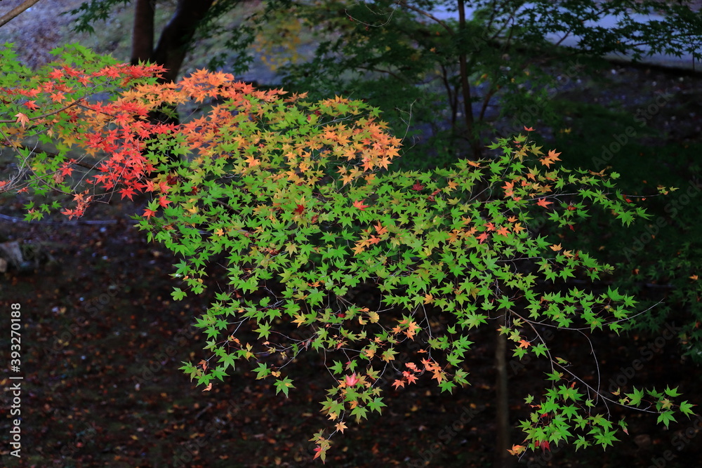 紅葉 紅葉