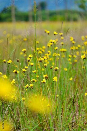 Xyridaceae beautiful field full of yellow