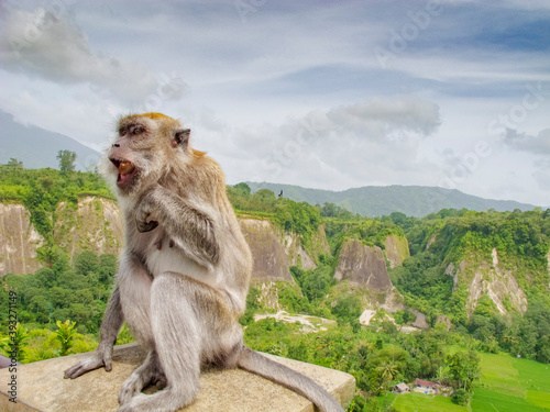 bukittinggi, sumatera barat/ indonesia- 06 15 2013 : monkey funny screaming expression © kemrizta