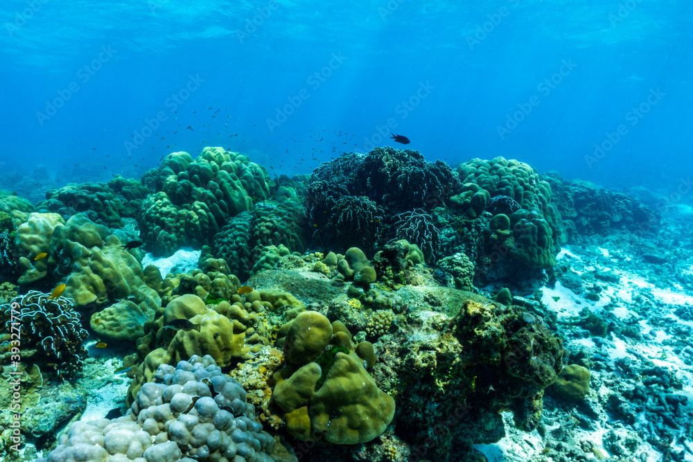 underwater scene with coral reef and fish. underwater scene with coral reef and fish.