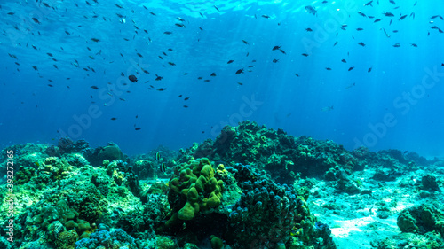 underwater scene with coral reef and fish.