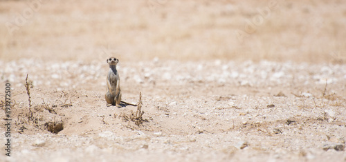 Meerkat on the lookout.