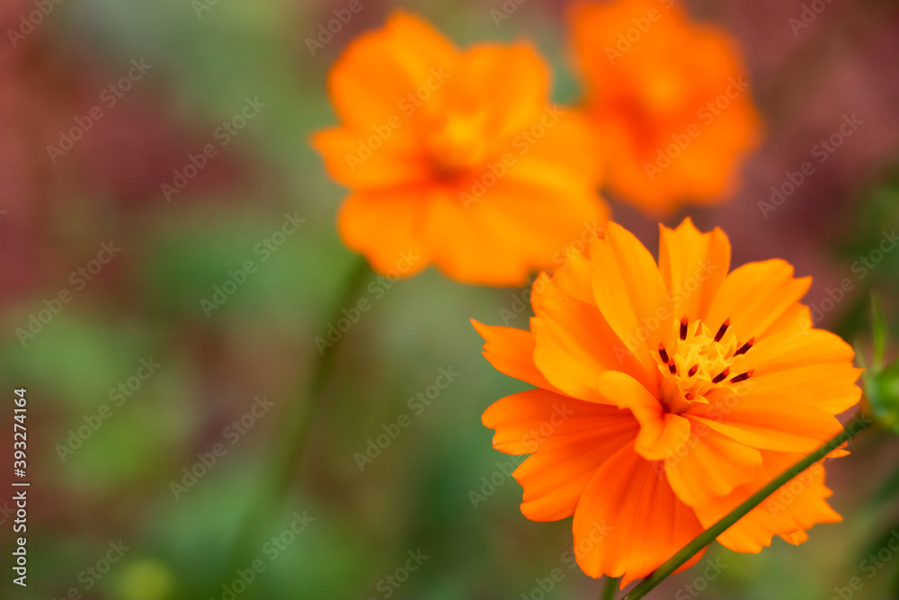 Orange Cosmos sulphureus Cav flower are blooming Orange Cosmos sulphureus Cav flower are blooming