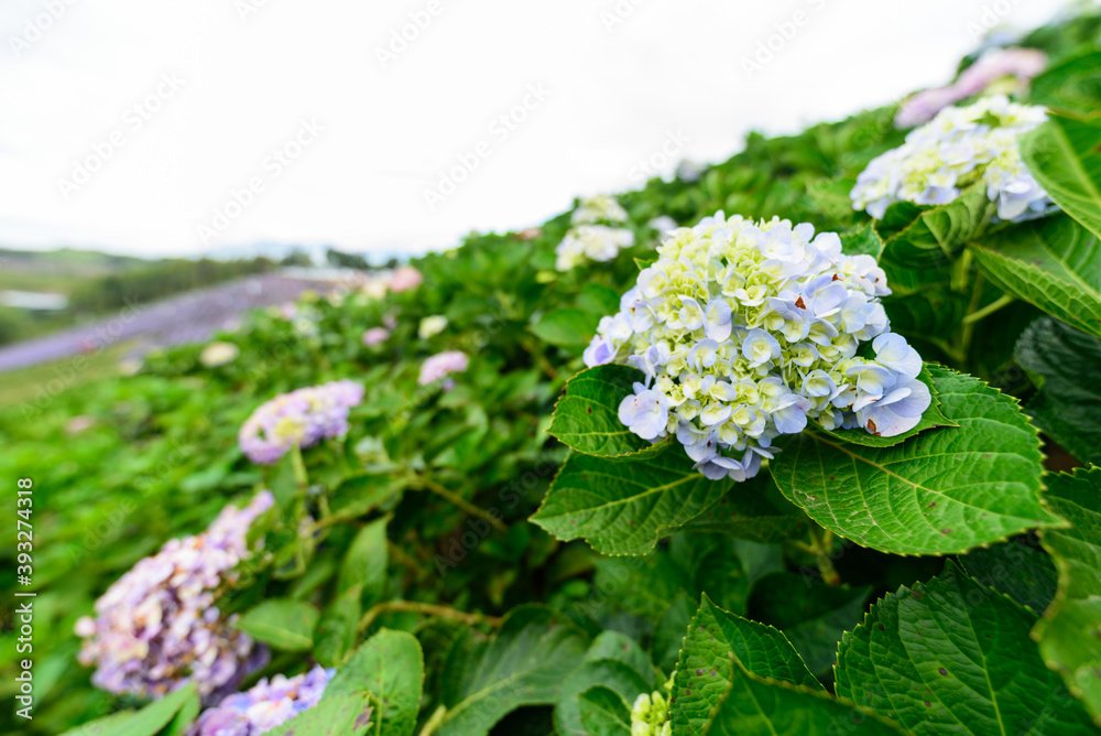 Fresh Hydrangea flower field garden on the mountain Fresh Hydrangea flower field garden on the mountain