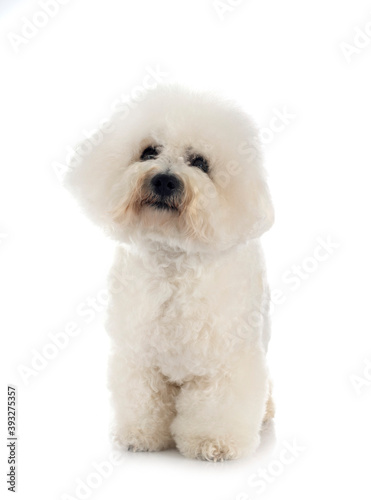 Bichon Frise in studio