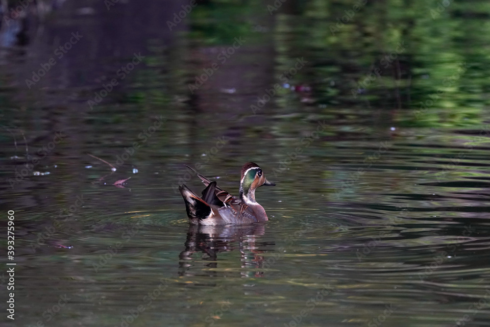 baikal teal in the pond baikal teal in the pond