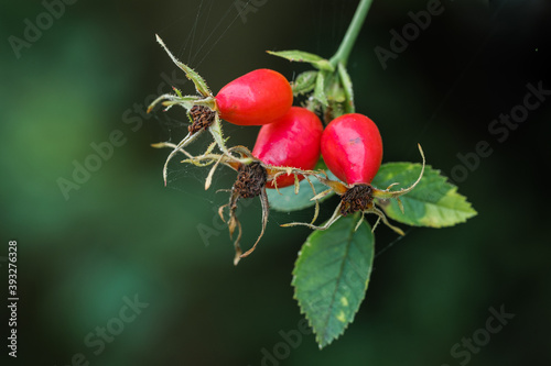 Nahaufnahme / Detail: Drei rote reife Hagebutten im Strauch einer Heckenrose (lat. Rosa canina) photo