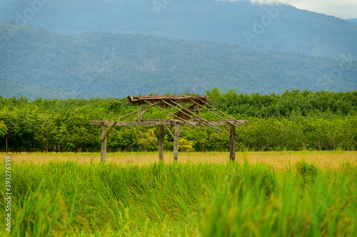 Abandoned wooden hut in the middle of the field with mountain scene.