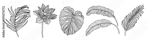 Tropical leaf vector design element collection. Monstera leaf, banana leaf, coconut tree leaves hand draw black and white design. Vector illustration.