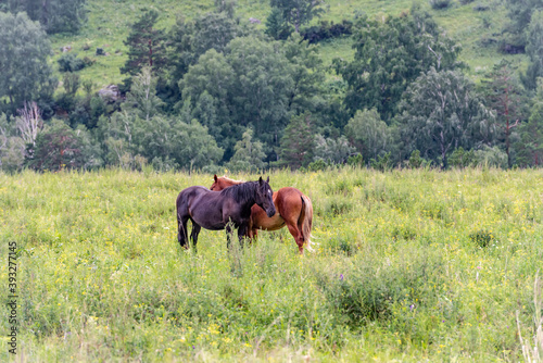A pair of horses on a mountain pasture