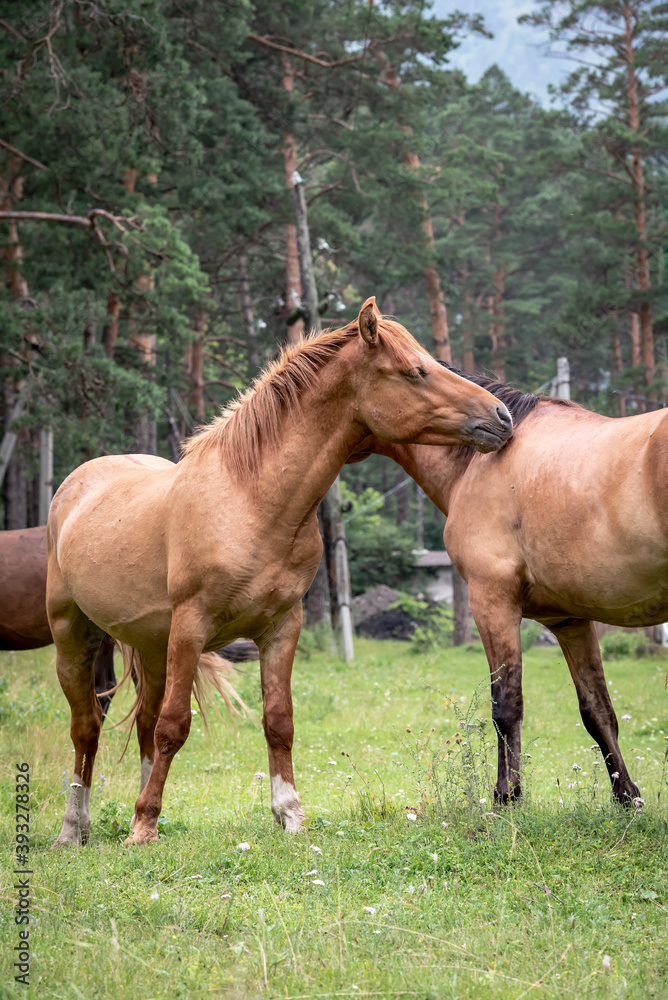 Horses in a meadow near the forest Horses in a meadow near the forest