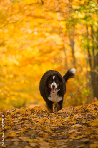 bernese mountain dog walking in autumn scene towards camera in fall forest of woods in rural area of ontario canada photo