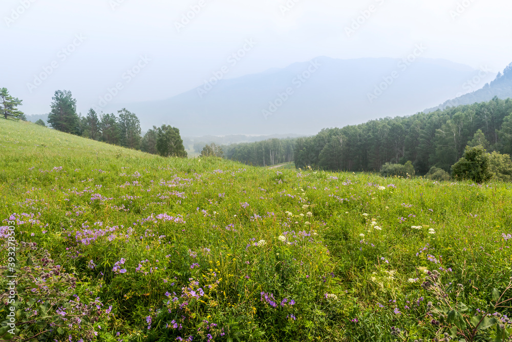Mountain valley with flowers in the fog, Altai, Russia