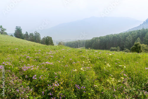 Mountain valley with flowers in the fog, Altai, Russia © Sergey