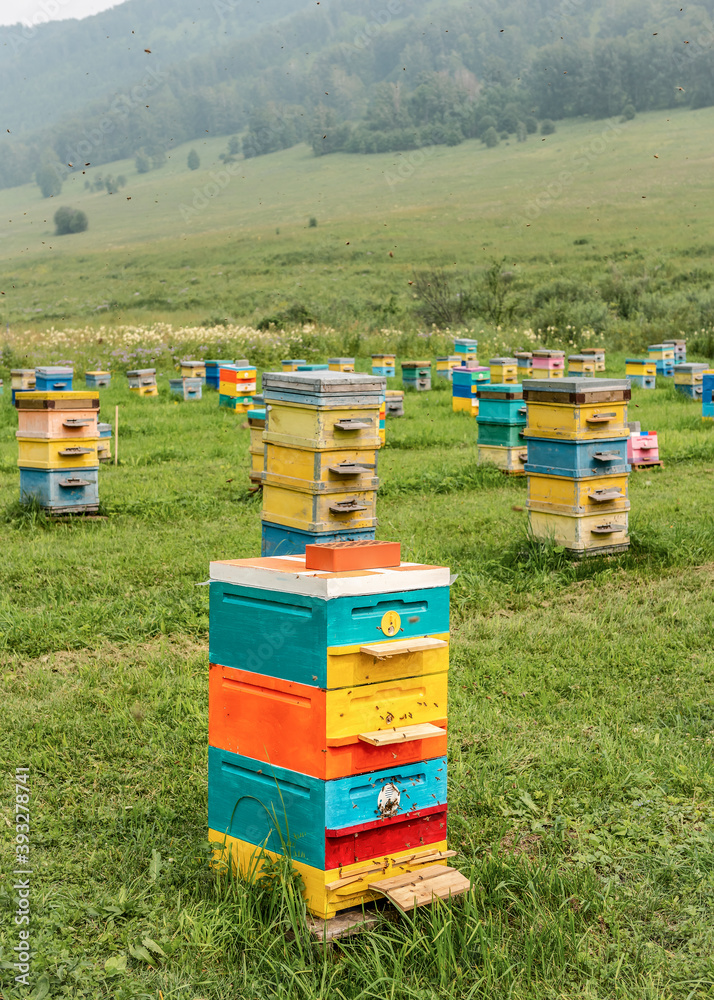 Bee hive on a high mountain valley in the Altai Mountains Bee hive on a high mountain valley in the Altai Mountains