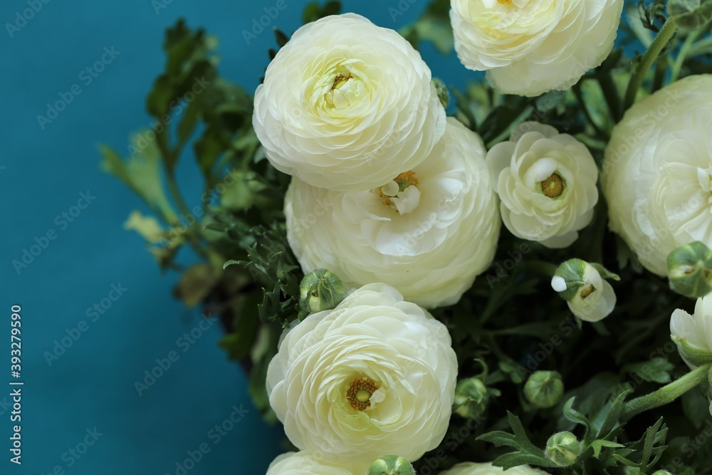 White Ranunculus flower.buttercup flowers.White  ranunculus flowers  on a  blue background.Floral card with spring flowers.Wedding day, mother's day and women's day.