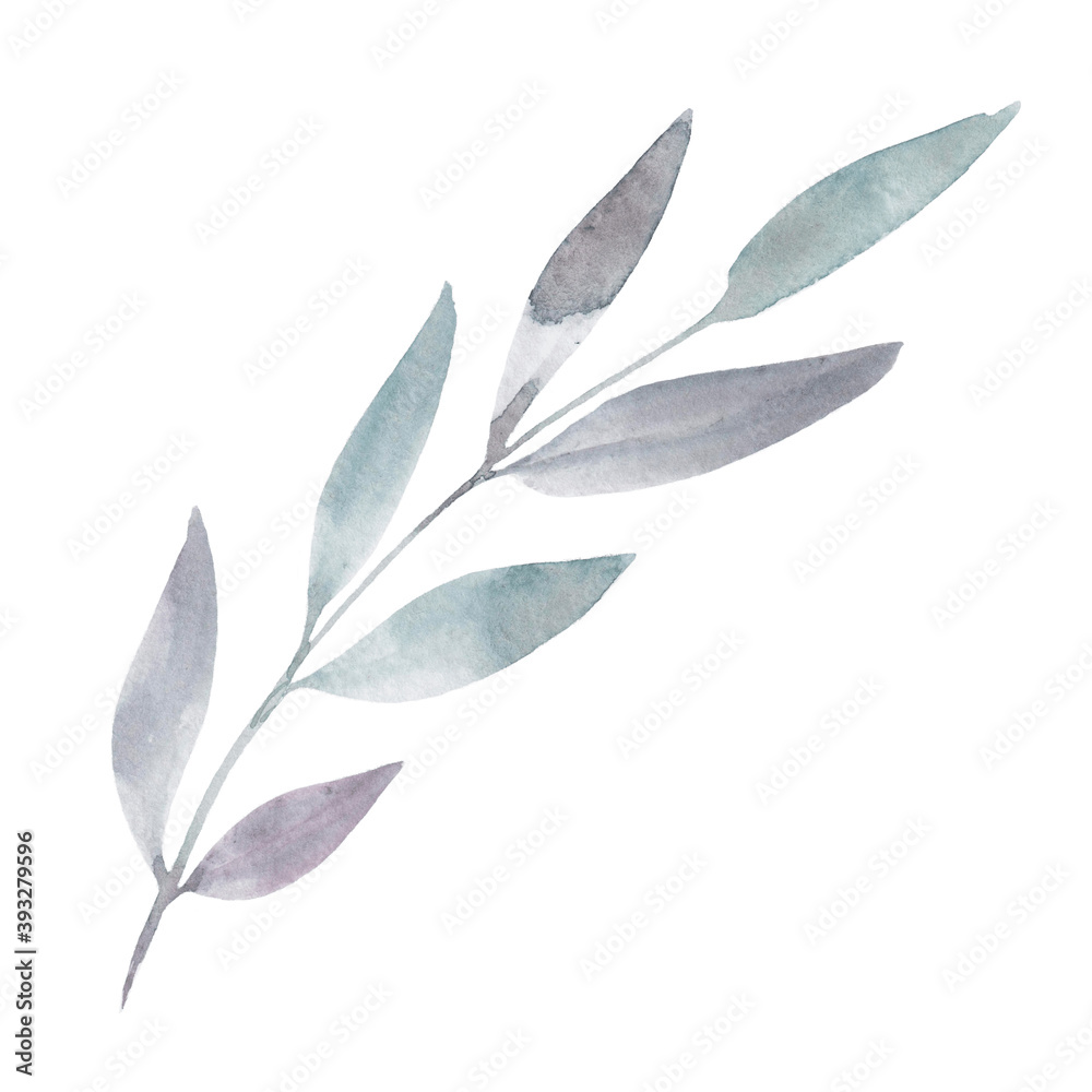 Drawing of watercolor branches isolated on white background. Botanical illustration for your design.
