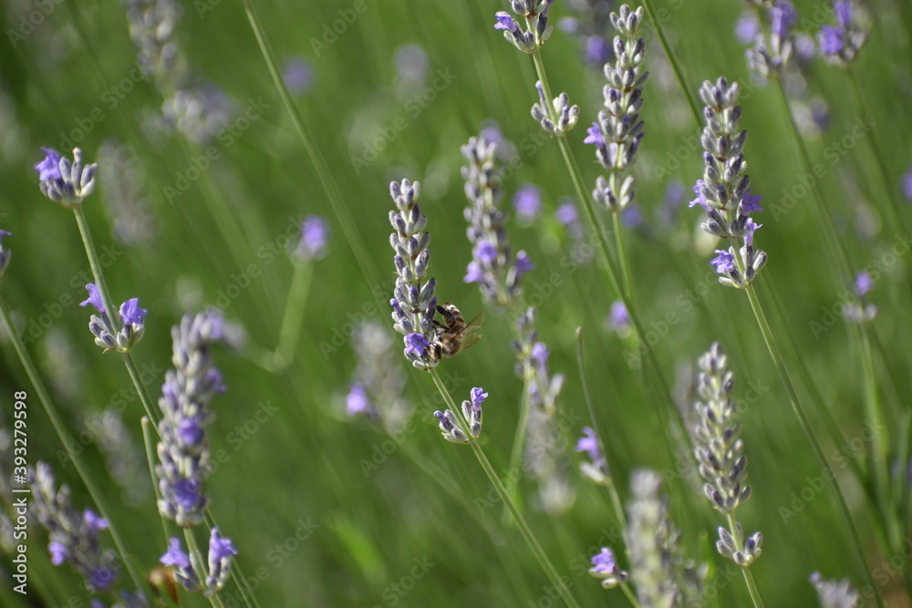 Obraz premium Bee while doing its work :)
