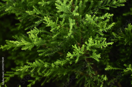 pine leaves background