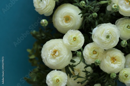 White Ranunculus flower.buttercup flowers.White  ranunculus flowers  on a bright blue background.Floral card with spring flowers.Wedding day  mother s day and women s day.