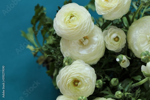 White Ranunculus flower.buttercup flowers.White ranunculus flowers on a blue background.Floral card with spring flowers.Wedding day, mother's day and women's day.