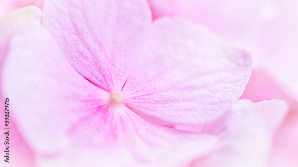 Background of pink flowers. Hydrangea or hortensia in blossom. Background of pink flowers. Hydrangea or hortensia in blossom.