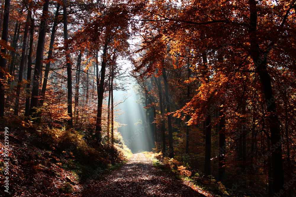 Obraz premium illuminated