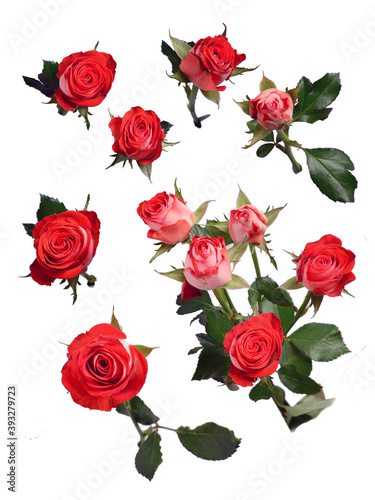 Red roses blossoms isolated on white background © Sotis